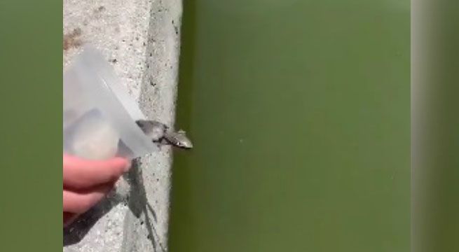 Libera a su pequeña tortuga en el mar pero enorme pez la devora en un segundo [Video]
