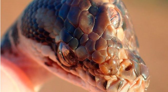 Australia: encuentran serpiente pitón con tres ojos [FOTOS]