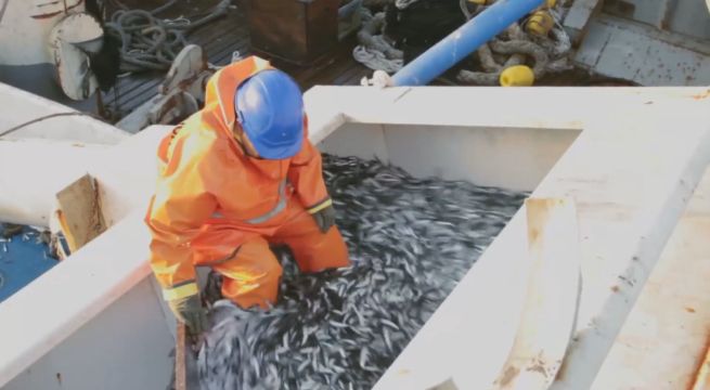 Sector pesquero peruano en crisis: siete plantas tuvieron que cerrar