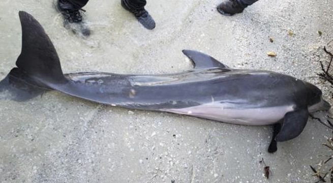 Hallan manguera en el interior de un delfín muerto en EEUU