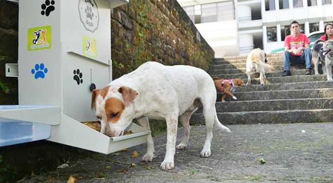 Veterinaria crea galletas anticonceptivas para perros de la calle