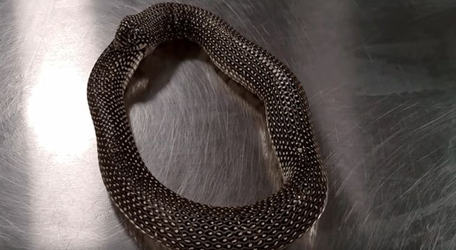 Serpiente trata de devorarse a sí misma desde su cola y tiene inesperado desenlace [Video]