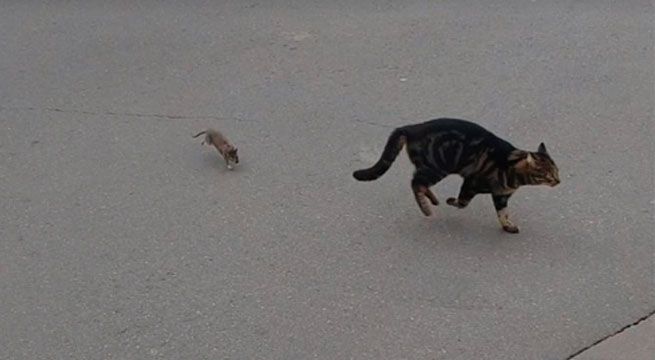 Rata se enfrenta a gato que quería comérsela, pero ocurrió lo impensado