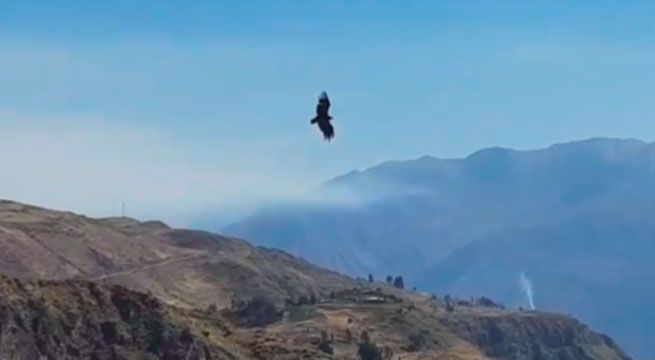 Arequipa: Liberan a cóndor tras recuperación de un año en cautiverio