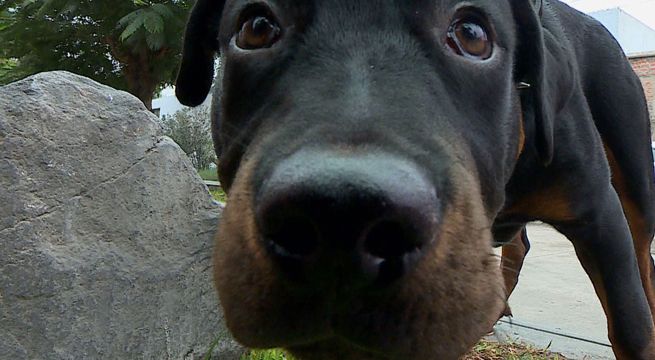 Tribunal Constitucional en contra de prohibir mascotas en departamentos