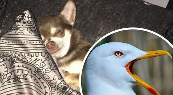 Perro chihuahua fue raptado por gaviota mientras paseaba por el jardín de su casa