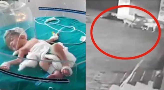 Perros callejeros salvan de morir a bebé abandonada en un drenaje [Video]