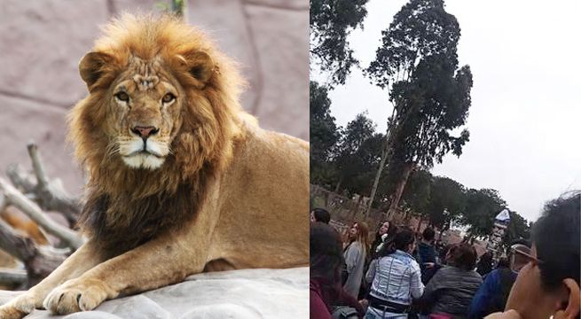 Venezolanos originan caos en el Parque de las Leyendas para robar a los visitantes [Video]