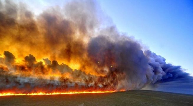 Miles de especies afectadas por incendio en Amazonía