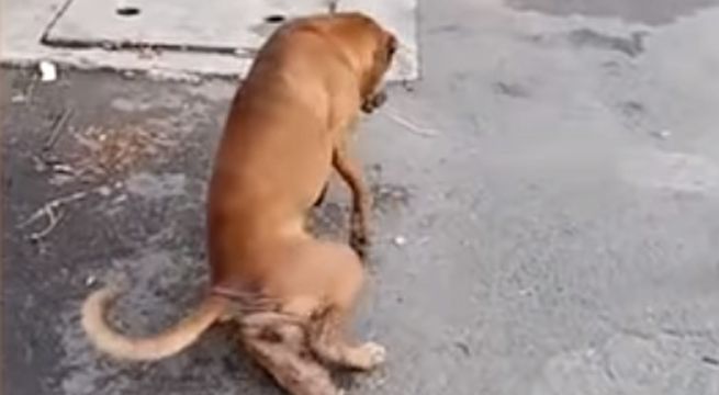 Perro finge tener una pata rota para conseguir comida