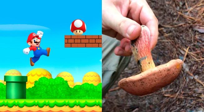 Hongo mágico causa sensación en las redes sociales [VIDEO]