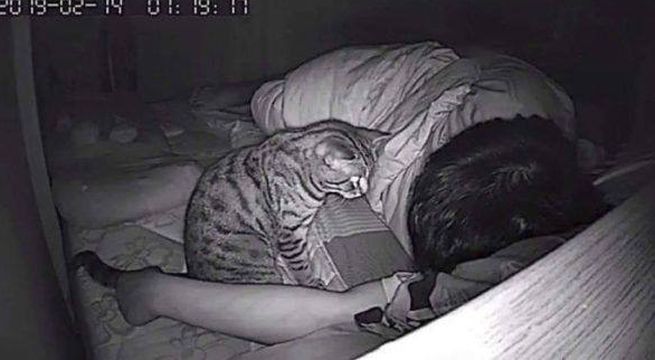 Joven denunció que su gato intentaba asfixiarlo por las noches mientras dormía