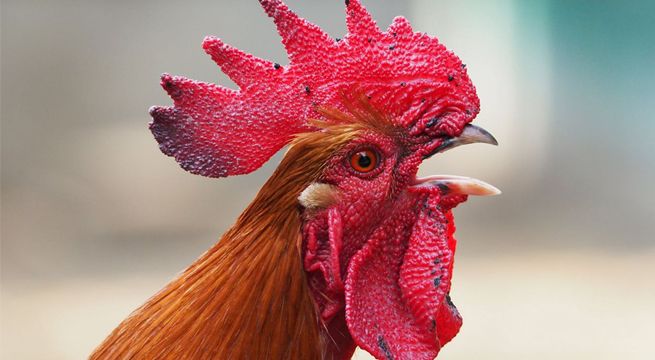 Mujer muere tras ser picoteada por su gallo