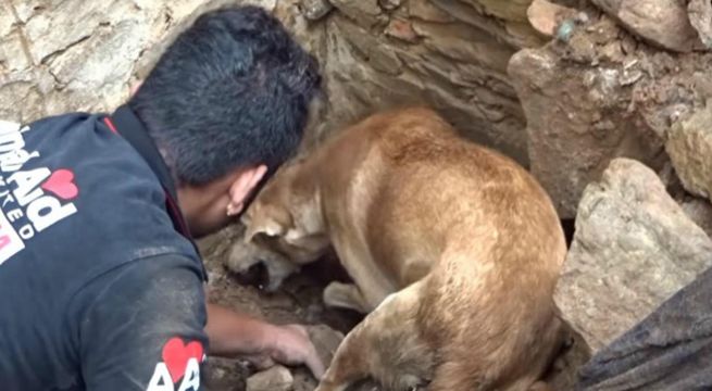Perrita cava en los escombros tras un derrumbe y consigue heroico rescate [VIDEO]