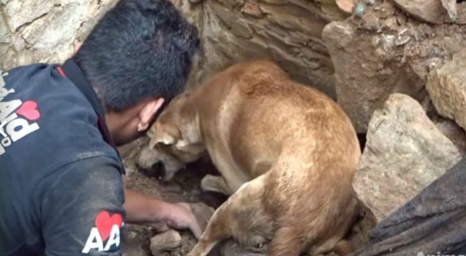El enorme esfuerzo de un perro por salvar a sus cachorros de los escombros