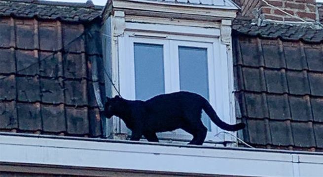 Pensaron que un gato paseaba por sus techos, pero se trataba de algo mucho más peligroso [VIDEO]