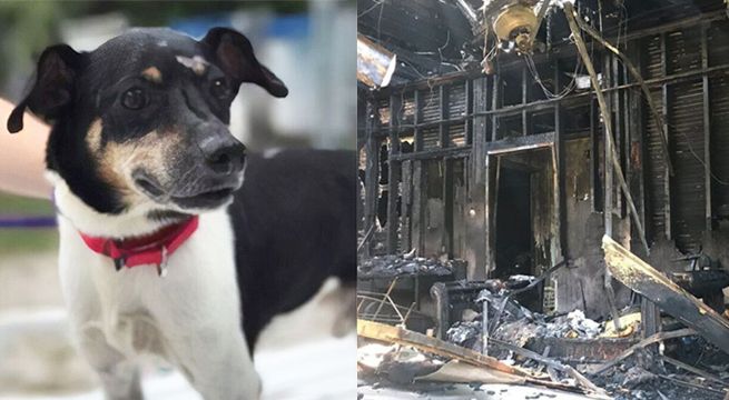 Perrito sacrificó su vida para salvar la de su familia en un incendio
