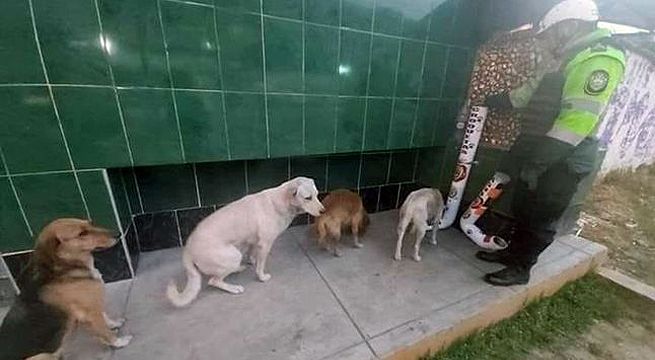Policía coloca contenedores con comida y perros callejeros hacen cola para alimentarse
