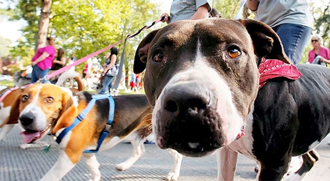 III Caminata Familiar con Perros 5K