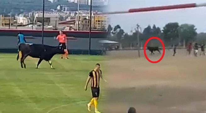 Un furioso toro irrumpe en un partido de fútbol y ataca a los jugadores [VIDEO]