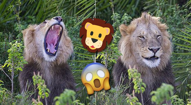 León asusta a un fotógrafo con un rugido y luego se ríe de él [FOTOS]