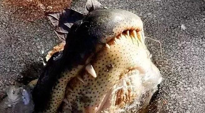 Caimanes incrustados en el hielo se descongelan y salen con vida