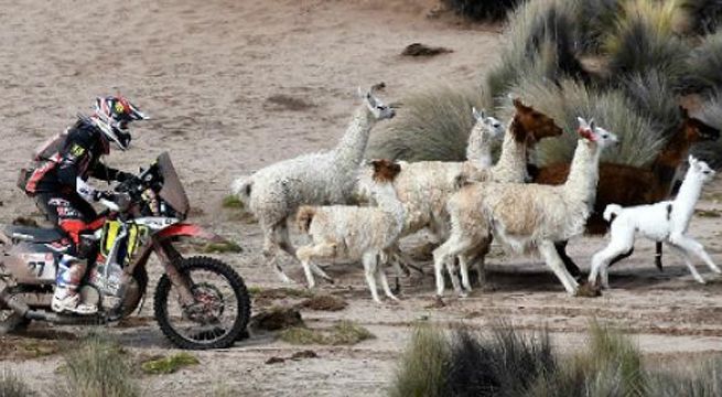 Dakar 2018: piloto española chocó contra una llama en Bolivia