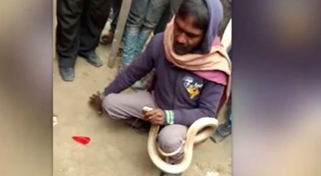 YouTube: intentó coser mandíbulas de serpiente y terminó siendo envenenado