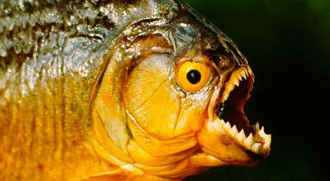 Youtube: peces carnívoros devoran presa en apenas segundos