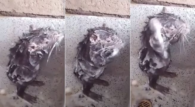 Revelan cruel verdad en video viral de rata que se baña sola