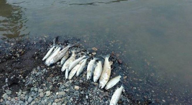 Puno: denuncian el hallazgo de peces muertos en río Llallimayo