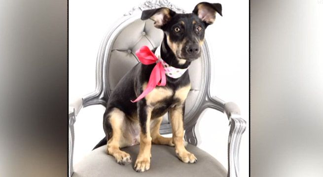 Surquillo: mueren tres mascotas envenenadas en parque