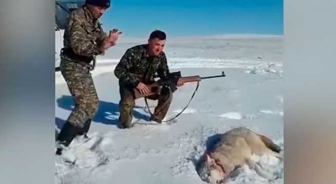 YouTube: lobo 'resucitó' tras ser baleado para vengarse de su cazador