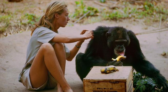 'Jane': el documental de la primera científica que entendió a los chimpancés