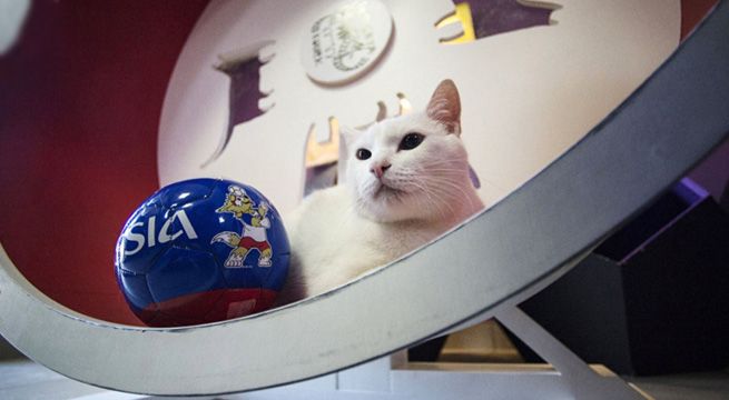 Conoce a 'Aquiles', el gato sordo sucesor del pulpo Paul en Rusia 2018