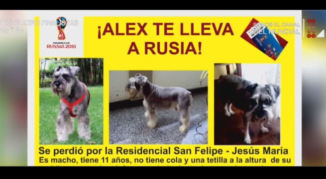 Reporte Semanal: la recompensa mundialista por Alex, una mascota perdida