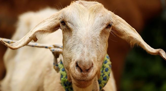 Zabiyaka, el nuevo oráculo de la Copa Mundial