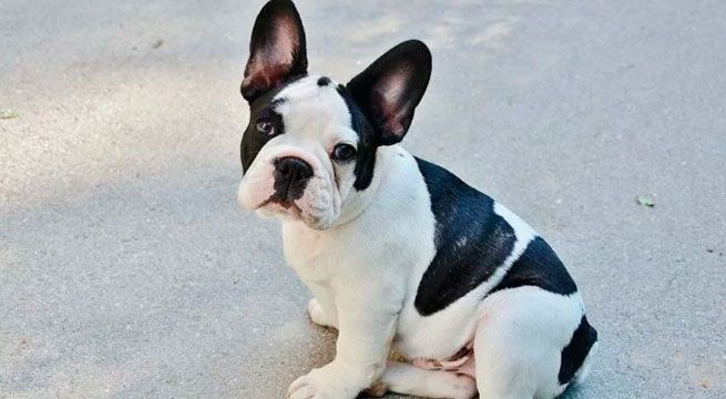 Perro sorprende con su peculiar manera de aullar
