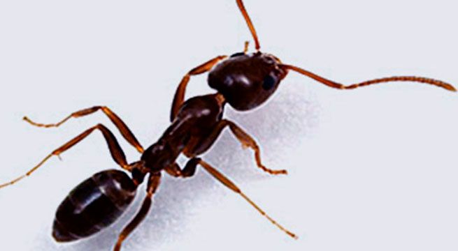 Captan a hormiga robando un diamante en una joyería