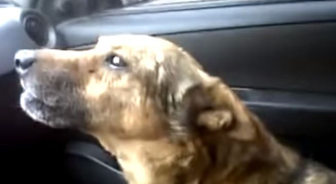 Perrito se convierte en viral al contarle a su dueña lo que hizo mientras estaba perdido