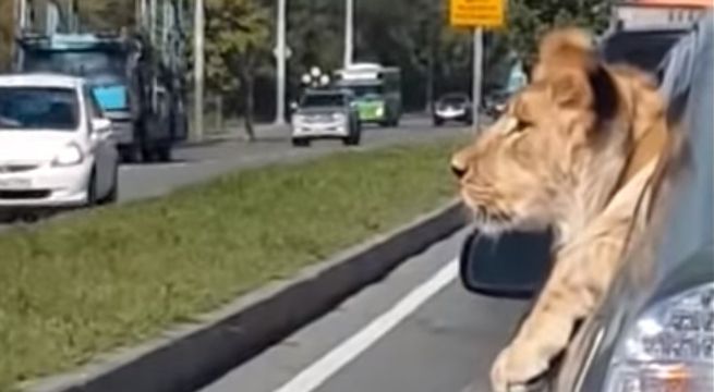 León asoma su cabeza por la ventana de un auto en plena carretera y se convierte en viral