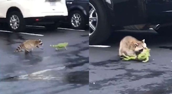Video: Mapache e iguana se trenzan en mortal pelea con final inesperado