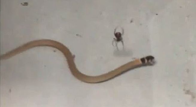 Captan araña peleando y venciendo a peligrosa serpiente al interior de una casa
