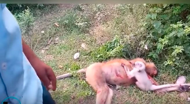 Mono conmueve a todos al intentar despertar a su madre muerta