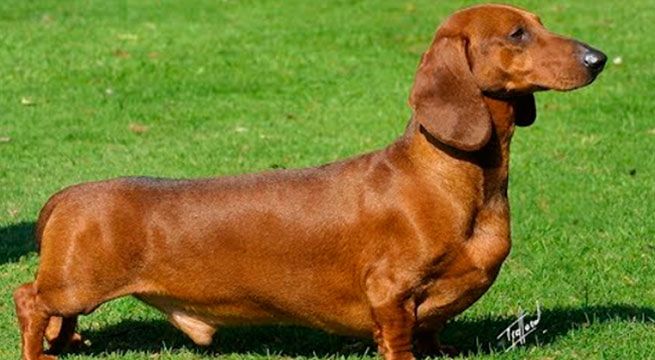 Perro salchicha ataja penal y se vuelve sensación en las redes sociales