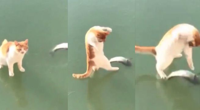 Gato lucha contra el hielo para alcanzar un pez atrapado en una laguna congelada (Video)