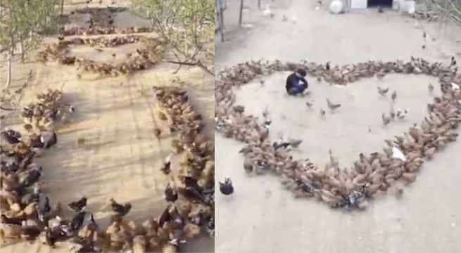 Declaración de amor con gallinas genera controversia en las redes sociales (Video)