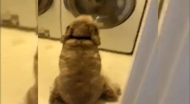 Perro es separado de su leal compañero y su reacción conmueve a miles (Video)