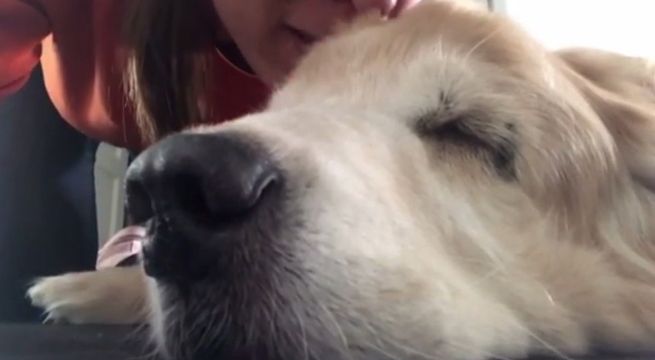 Mujer se despide de su perrito a minutos de su muerte y conmueve al mundo (Video)