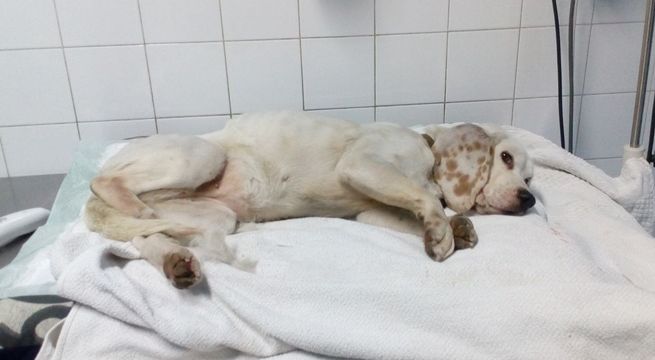 Policía protege y da abrigo en plena vía a una perrita herida por un auto